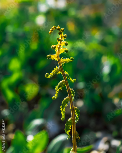 small green plant macro photography