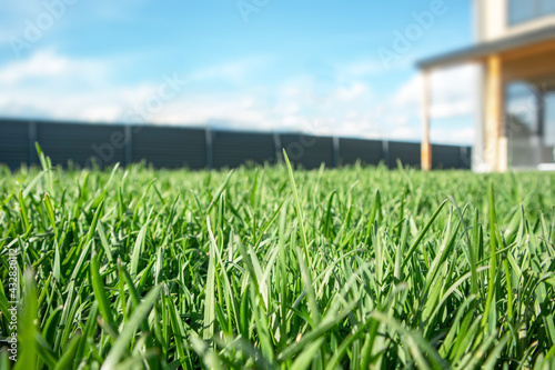 Close up of green lawn on a sunny day. Blue sky on the background. Selective focus