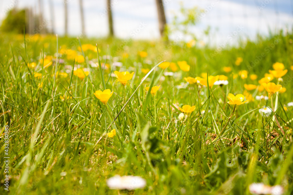 Buttercups and daisies in the field with fencing and sky in the background, close up