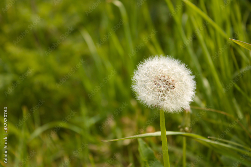 Dandelion seed head close up on sunny day with green foliage background