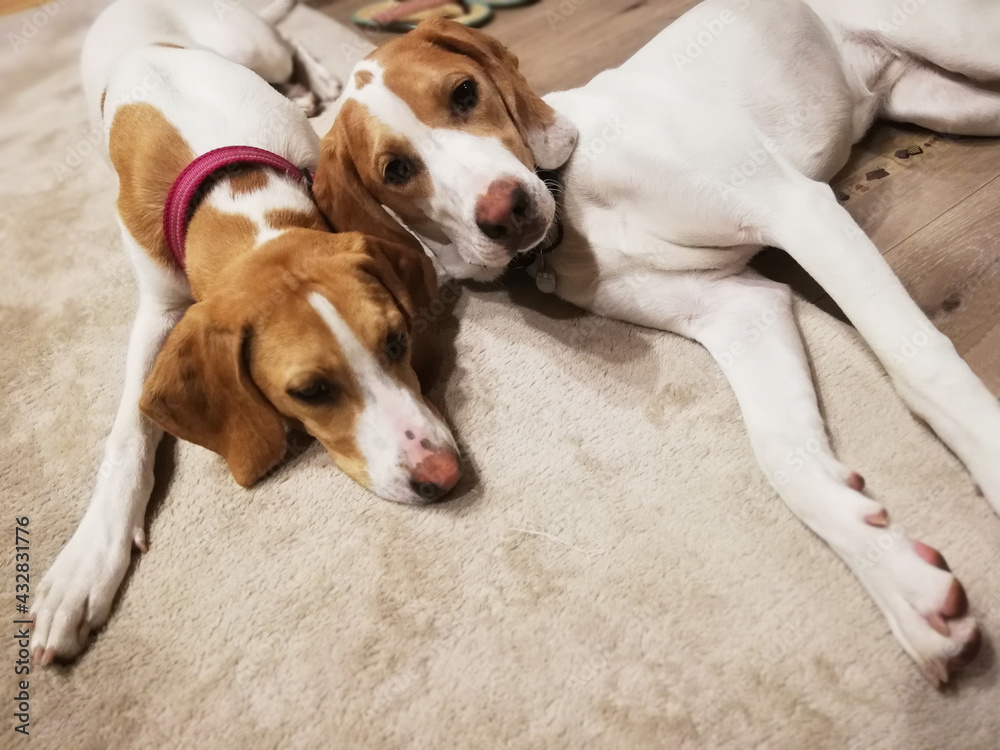 床に寝そべる2匹の犬