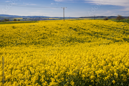 Beautiful landscape photo of a blooming rapeseed field on a warm spring day