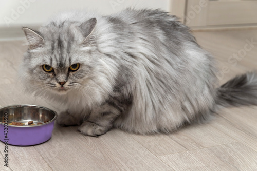 A grey Scottish cat eats food from a bowl. It is fluffy and beautiful. He's very hungry. The concept is animal food. Soft focus.