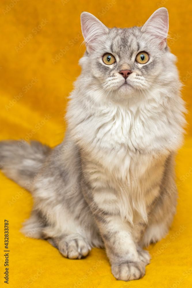 A very beautiful grey Scottish kitten with brown eyes. It sits on a yellow background and looks at you. Wallpaper, postcard. Vertically. Soft focus.