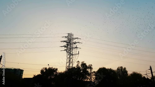 Birds flying around electric poles at sunset in 4k