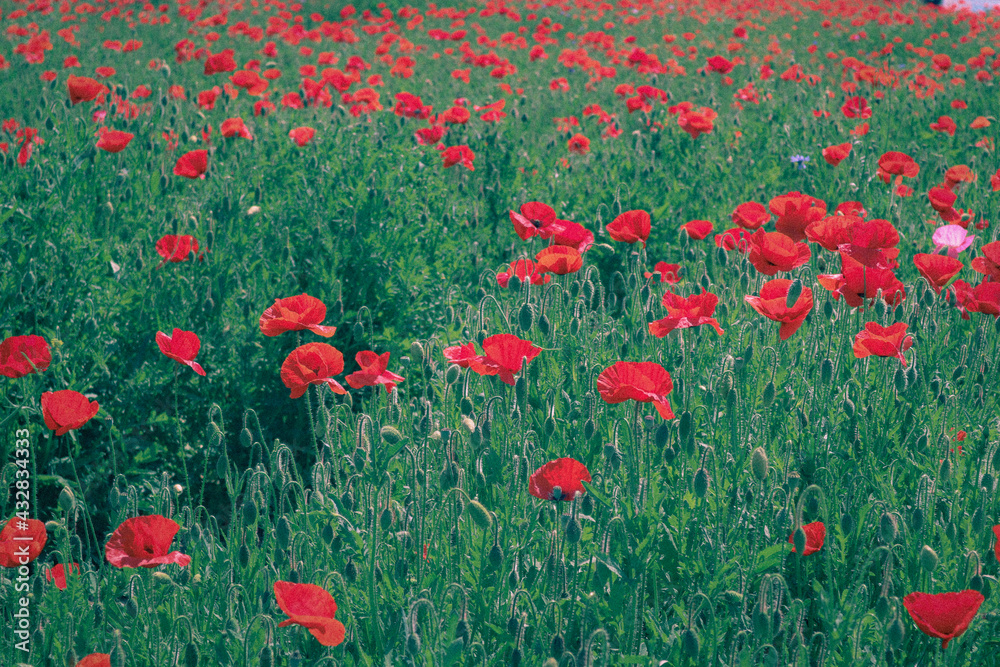 Obraz premium field of poppies