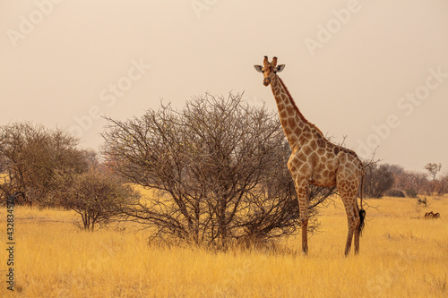 giraffe (giraffa camelopardalis) in the savannah in the dry season in Etosha national park, Namibia © Chris