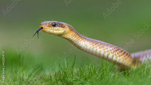 A hissing Aesculapius snake (Zamenis longissimus) in the grass with its tongue out