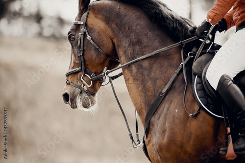 Fototapeta Naklejka Na Ścianę i Meble -  Equestrian sport. Portrait sports brown stallion in the bridle.