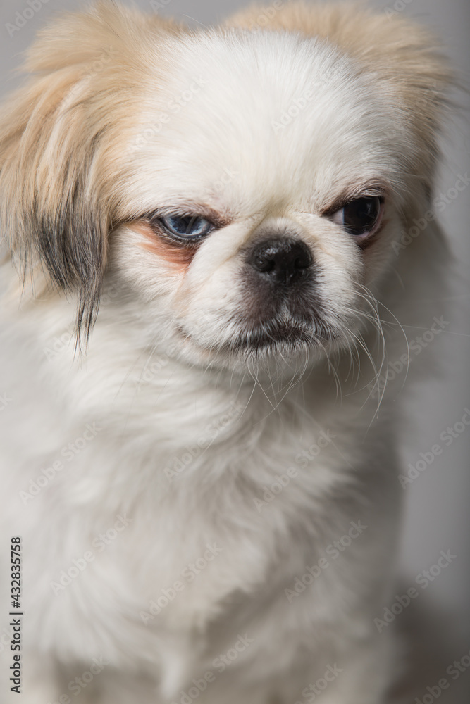 Pekingese 