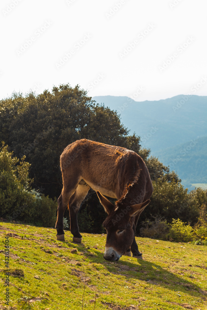 Obraz premium burro catala pastando