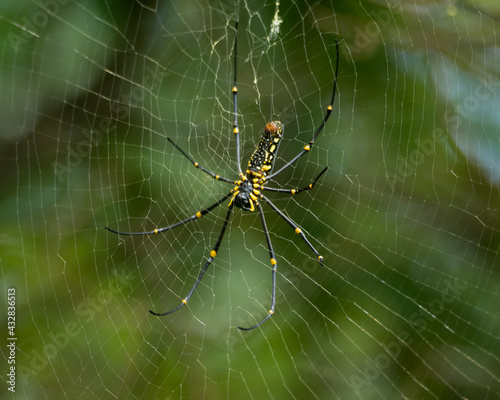 Giant wood spider resting on its web