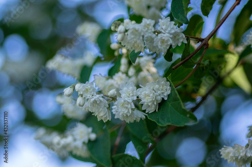 Deutzia scabra fuzzy pride of rochester white flowers in bloom, crenate flowering plants, shrub branches with green leaves