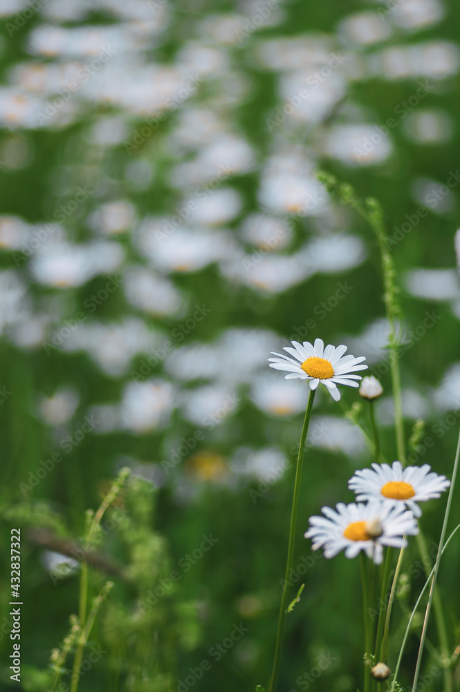 Fototapeta premium Leucanthemum vulgare meadows wild oxeye daisy flowers with white petals and yellow center in bloom, flowering beautiful plants