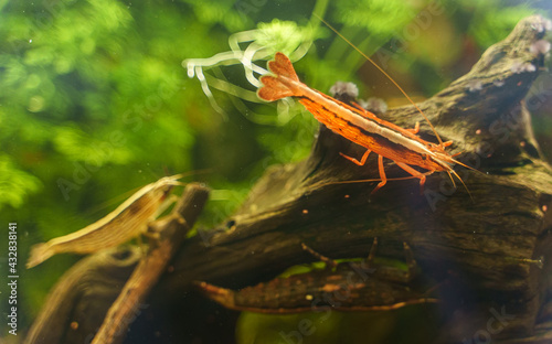 Freshwater Bamboo Shrimp sitting on a snag. Atyopsis moluccensis. photo