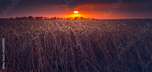 Harvest, panorama of a large agricultural field of grain close-up. Ripe, wheat waiting to be reaped. Concept, agriculture, food industry. Natural background, wallpaper. Selective focus, tinted photo.