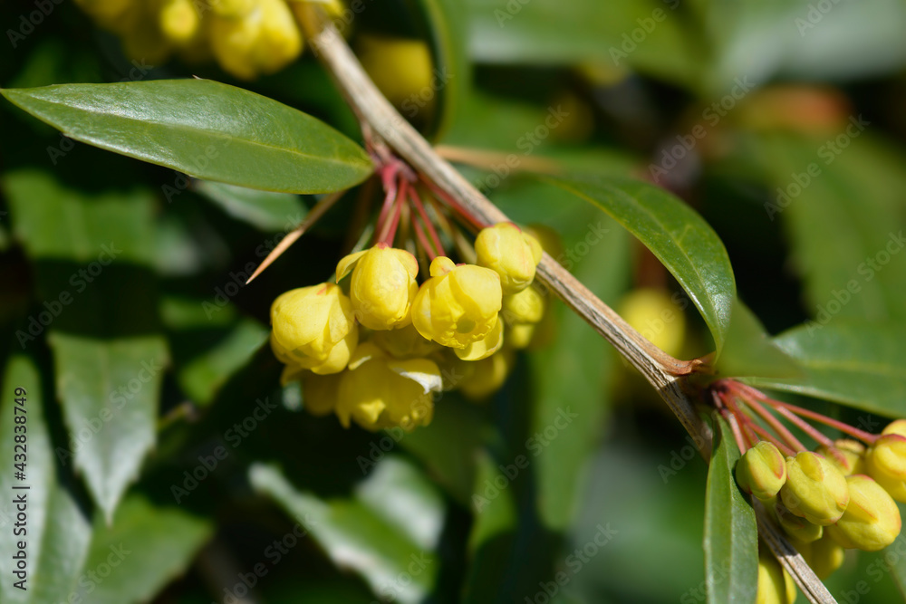 Obraz premium Wintergreen barberry