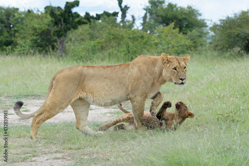 Young lion cub and Lioness  Panthera leo  playing together in the grass  Maasai Mara National Reserve  Kenya
