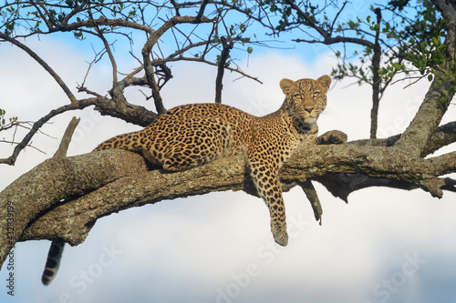 African Leopard (Panthera pardus) lying down in acacia tree, looking at camera, Masai Mara, Kenya