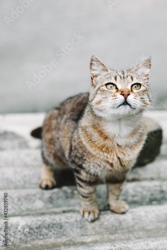 Beautiful white-brown tabby cat on a gray background. The shot taken with a selective focus showing cat nose.