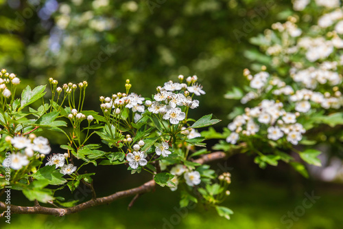 The bird cherry blossomed in the spring forest