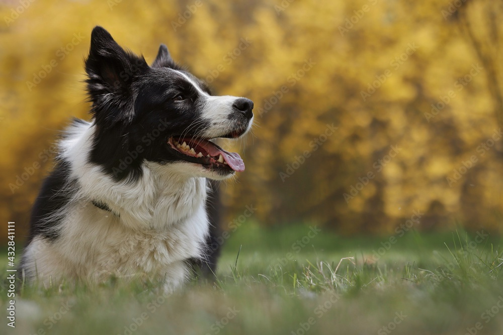 Happy Border Collie Looks to the Right in Spring Park. Adorable Black and White Dog Smiles while Lying Down in Green Grass with Yellow Flowered Background. Side Profile of Domestic Animal.