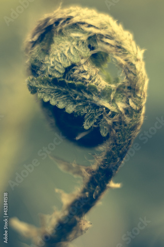 close up of a poppy © Pawel