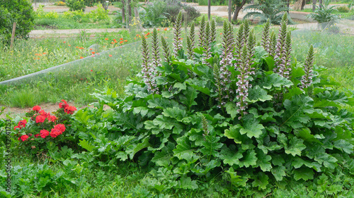 Fotografie Acanthus mollis, Acanthaceae. In Sagunto.