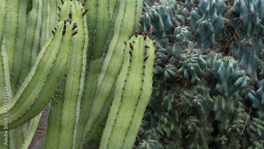 Fototapeta premium Cactus en Huerto de la alquería dels Frares en Sagunto