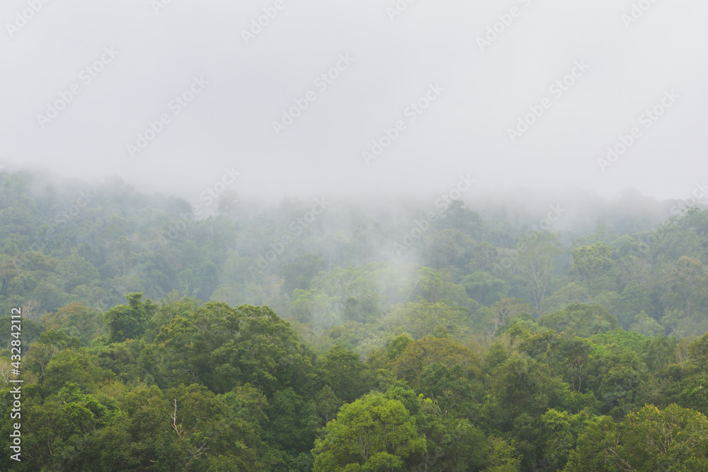 misty morning in the Rainforest