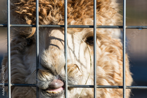 Alpacas photo