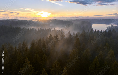 White fog over a spruce forest at sunset, top view