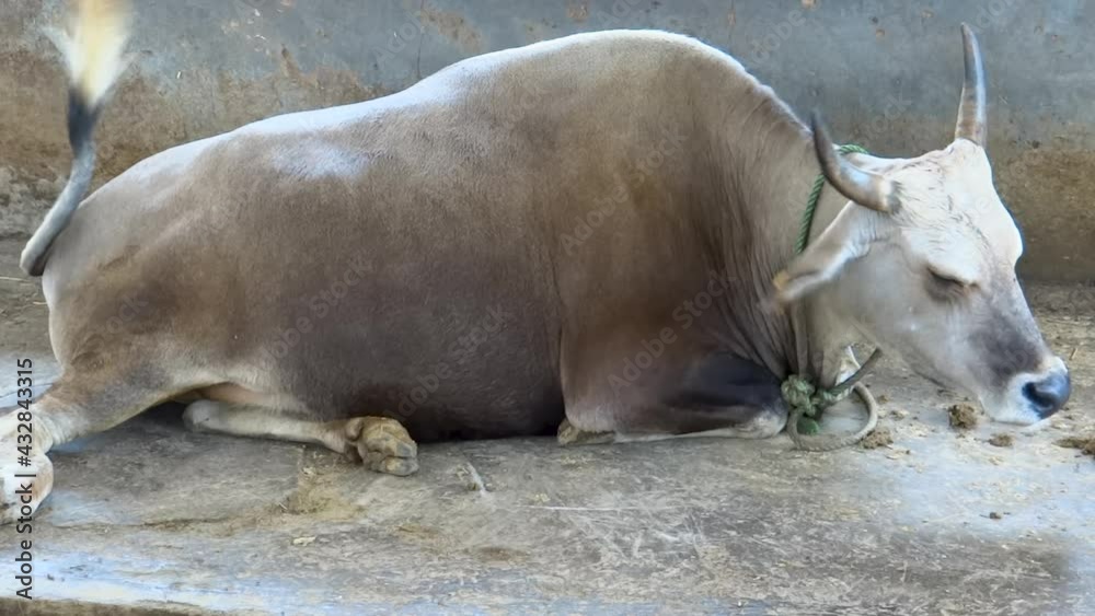 Mithun or gayal, domestic cattle in India, single animal lying on floor Mithun or gayal, domestic cattle in India, single animal lying on floor