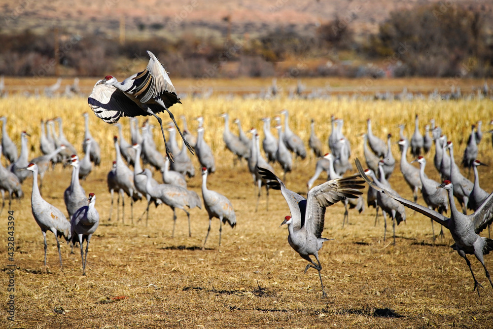 Fototapeta premium Sandhill Crane Migration