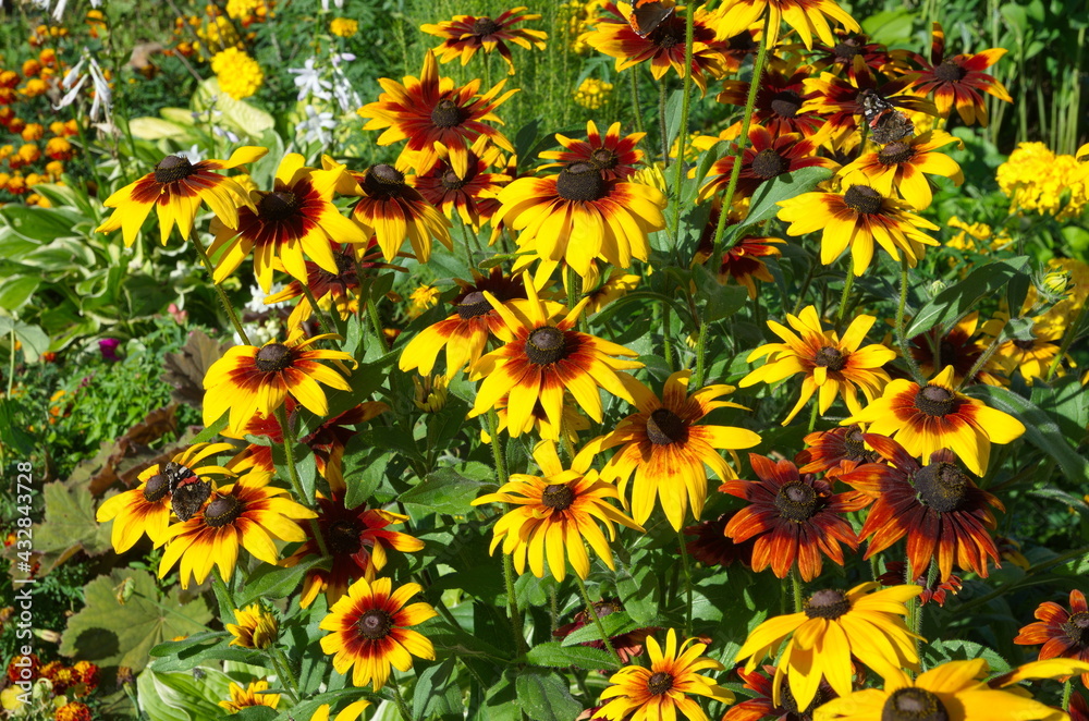 Bright Rudbeckia blooms in the summer garden on a sunny day Bright Rudbeckia blooms in the summer garden on a sunny day