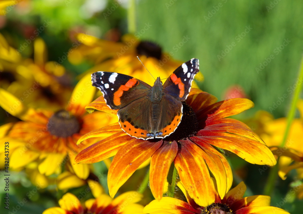 The Admiral butterfly (Lat. Vanessa atalanta) on a rudbeckia flower close-up The Admiral butterfly (Lat. Vanessa atalanta) on a rudbeckia flower close-up