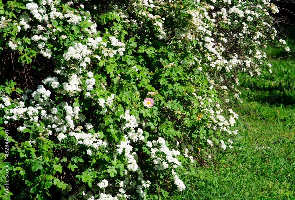 Flowering shrub, strewn with white flowers and a pink flower among them. Flowering shrub, strewn with white flowers and a pink flower among them.