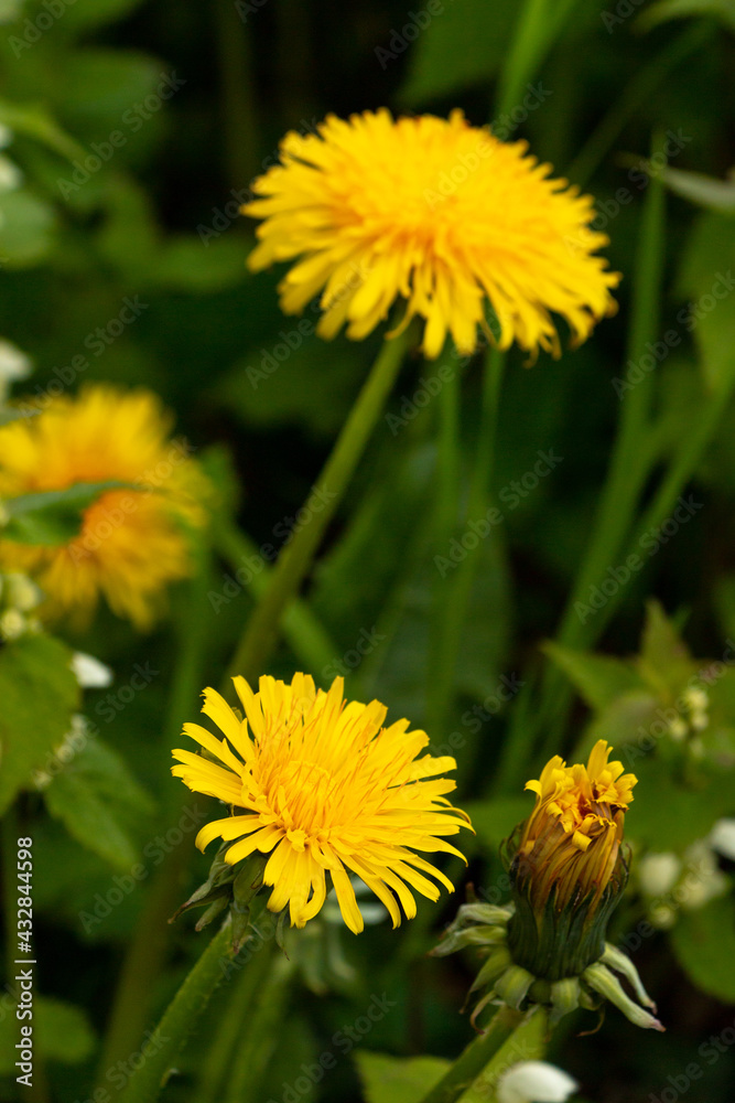 Close up Top view Selective focus of a dandelion on a grass field Close up Top view Selective focus of a dandelion on a grass field