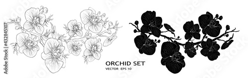 Orchid-tropical symbol of love, holiday. Floral Botanical flower isolated on white background. monochrome, black object. decor, art wallpaper with exotic branches  leaves for design, advertising.