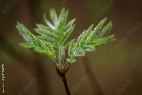 Spring branch off Rowan tree (Sorbus aucuparia) with green leaves on blurred natural background