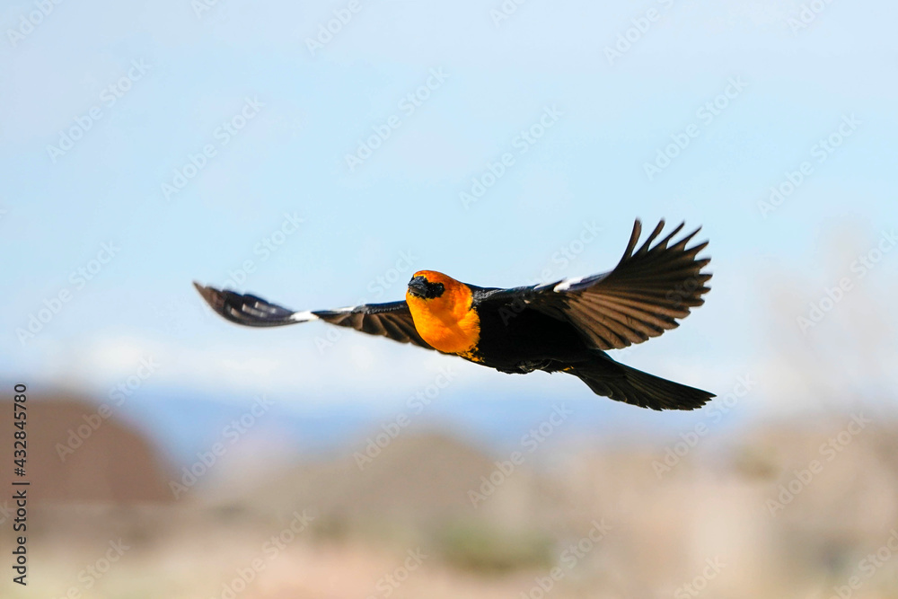 Obraz premium Yellow-headed Blackbird - Flight