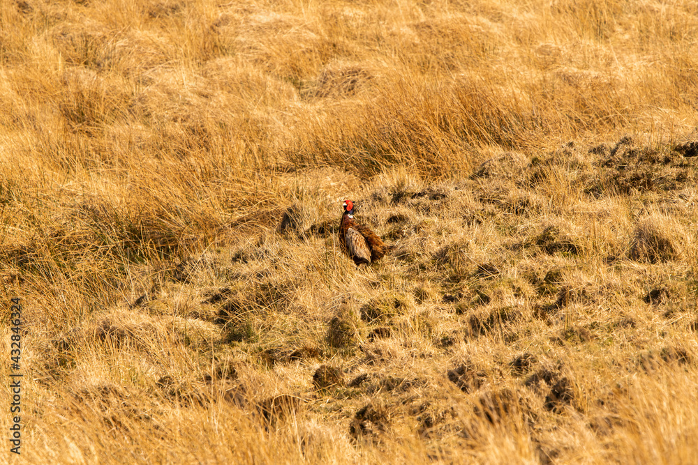 Pheasant wildlife animal, in natural environmental