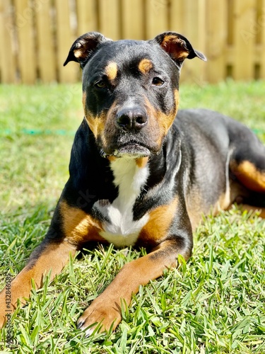 Pit Bull Rottweiler Laying in the Grass   Pitweiler 