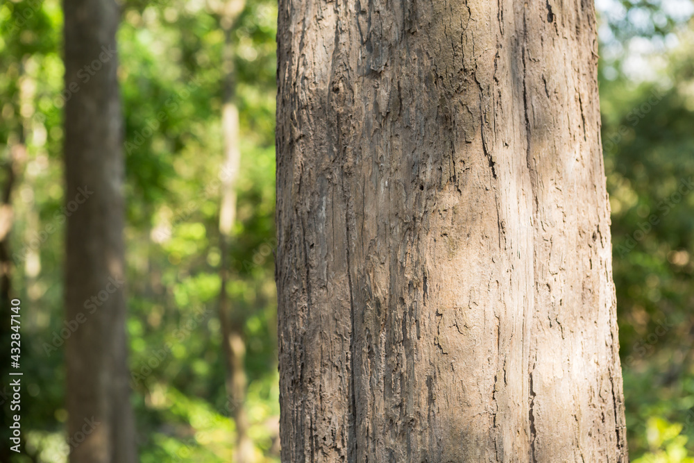 Thailand teak wood is the highest quality teak wood in the world Thailand teak wood is the highest quality teak wood in the world