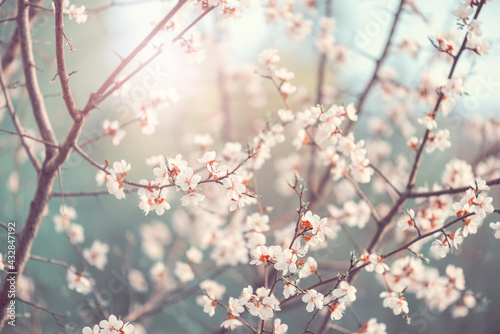 Beautiful spring art background with cherry blossom in the sunlight. Photo toned. Selective soft focus