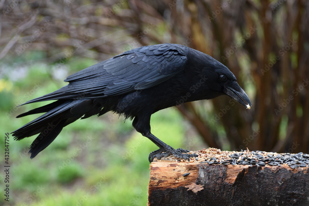 Naklejka premium A crow at the feeder