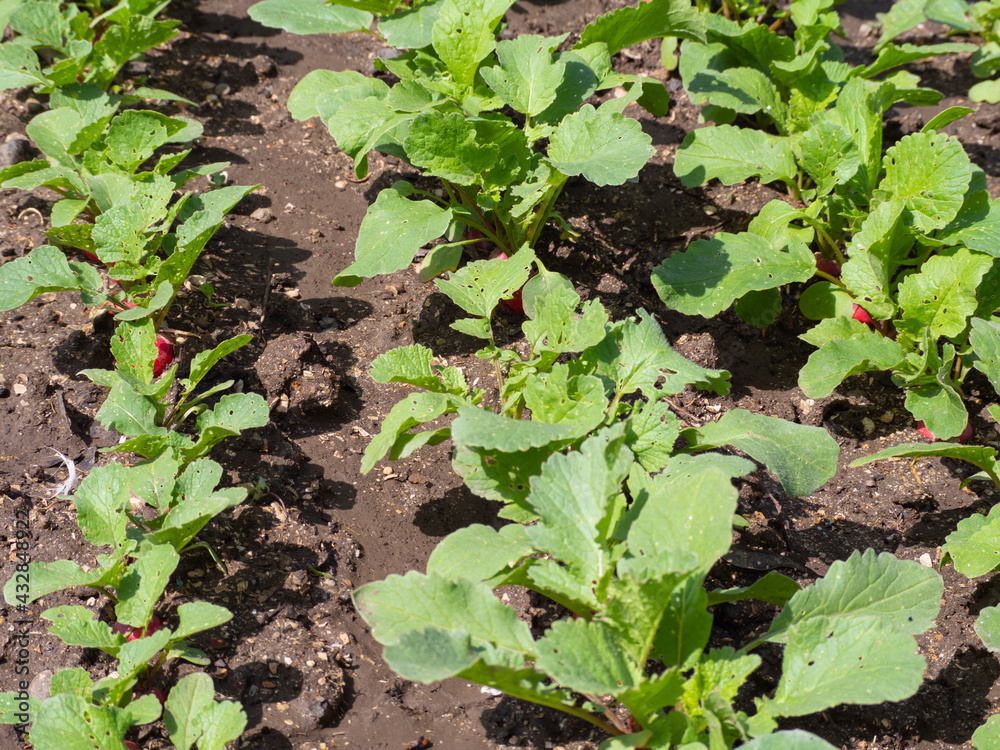 Radish grows in the garden in natural conditions. Organic food. Radish grows in the garden in natural conditions. Organic food.