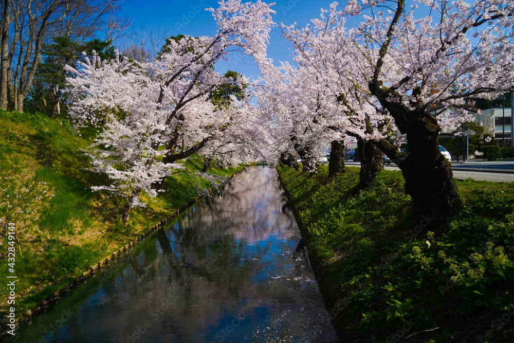 弘前公園桜