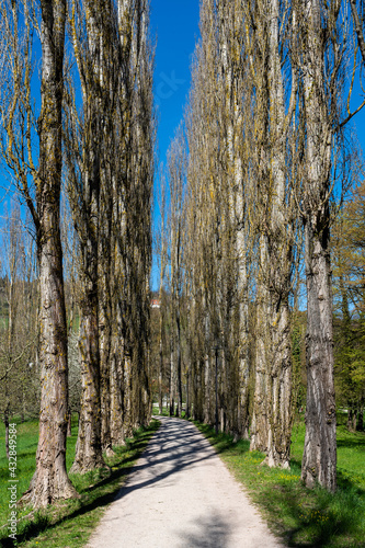 Pappelallee in Bad Mergetheim photo