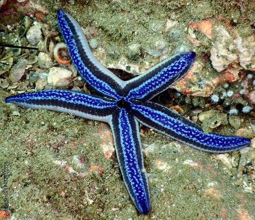 Costa Rica Pacific sea life.